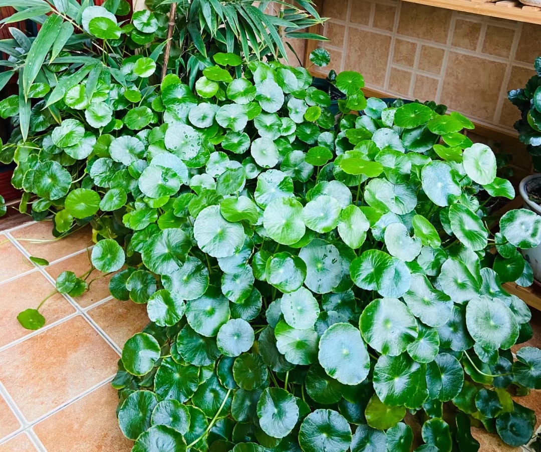 走霉运养什么花旺财运呢,养什么花好运气又旺财