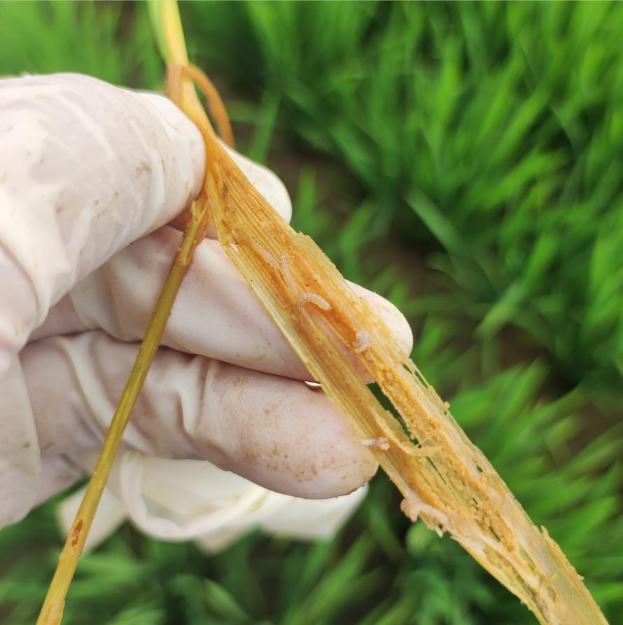 简单实用的秧田病虫草害绿色防控技术