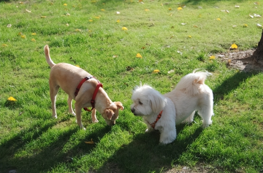 微信群谩骂诽谤他人群主有责任么,微信群辱骂他人群友可以报警吗