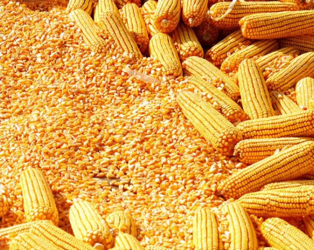 玉米在我国粮食安全中地位,当前玉米是我国第一大粮食作物