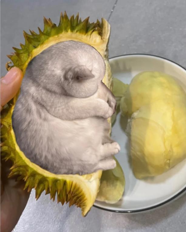 榴莲有点开口了有点长毛,榴莲靠近核的地方像长毛