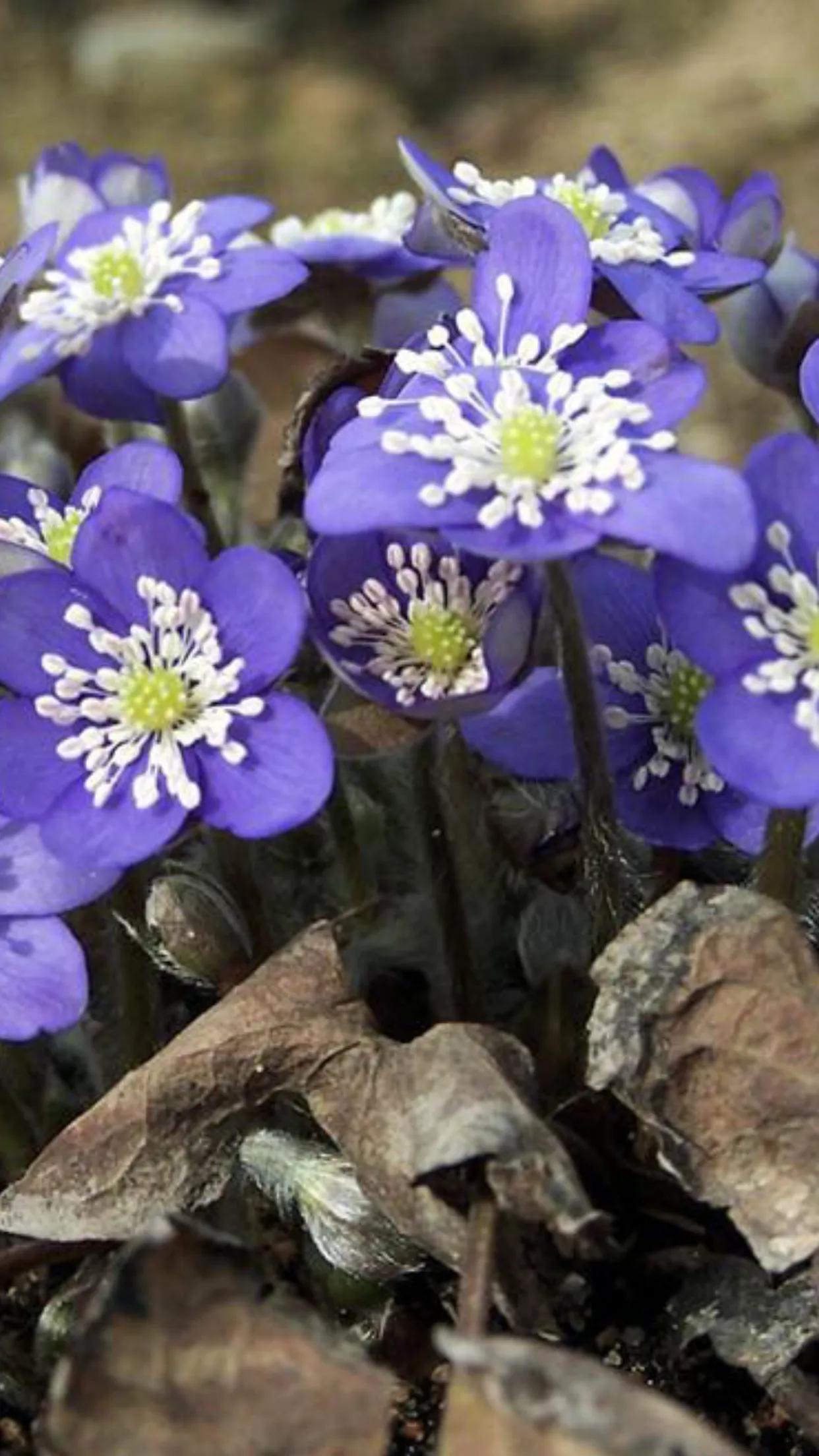 雪割草,雪割草图片