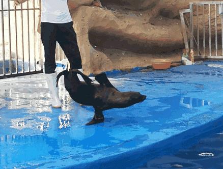 巽寮湾海世界旅游攻略,巽寮湾海旅度假