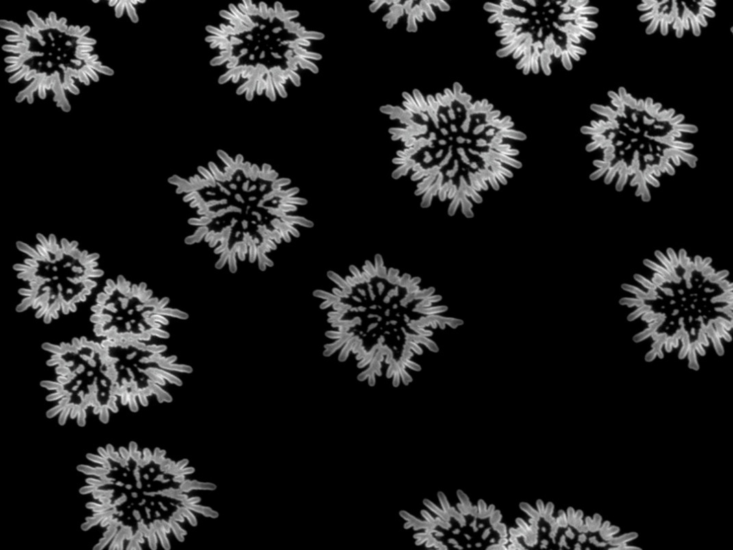 显微镜下的化学,显微镜下的世界奇妙图