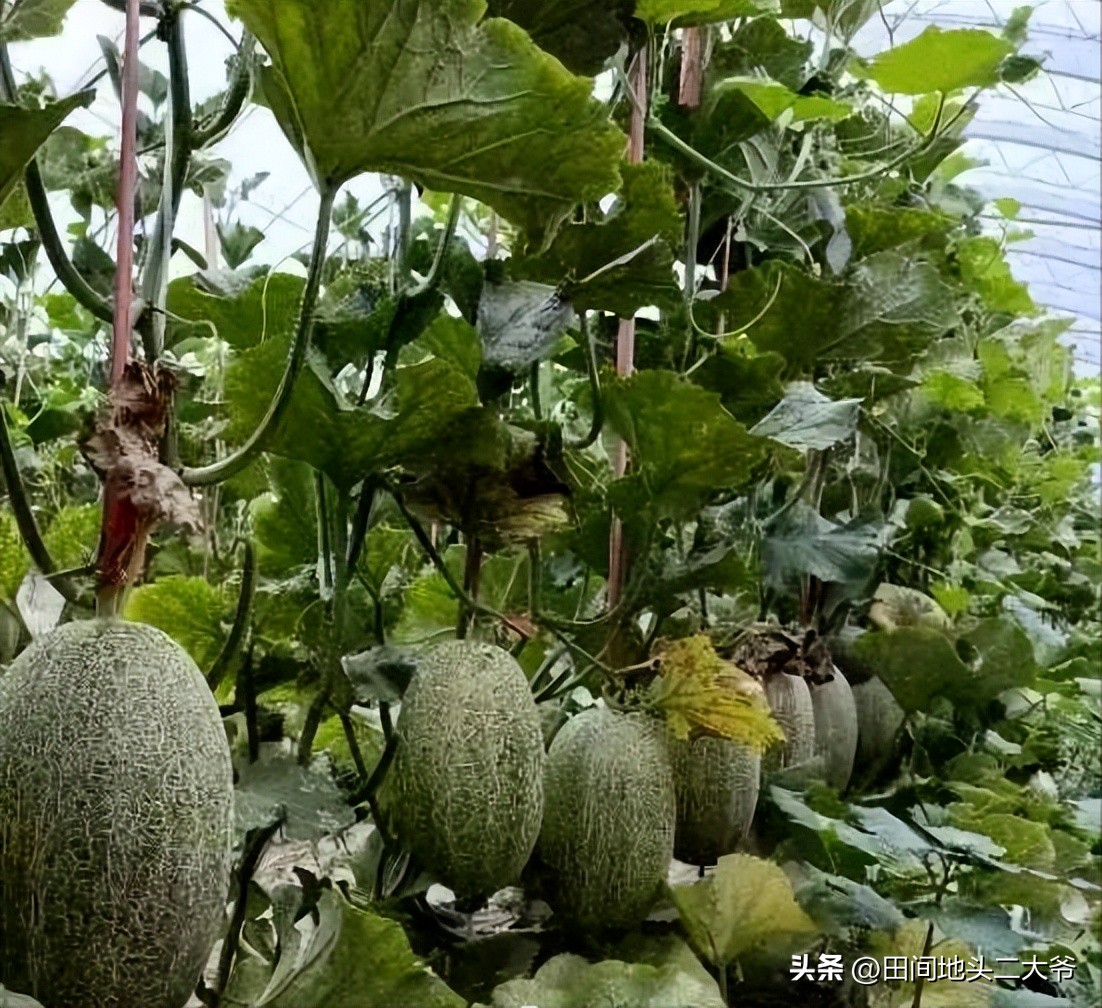 种植业最赚钱的方法,农业种植的赚钱方法有哪些