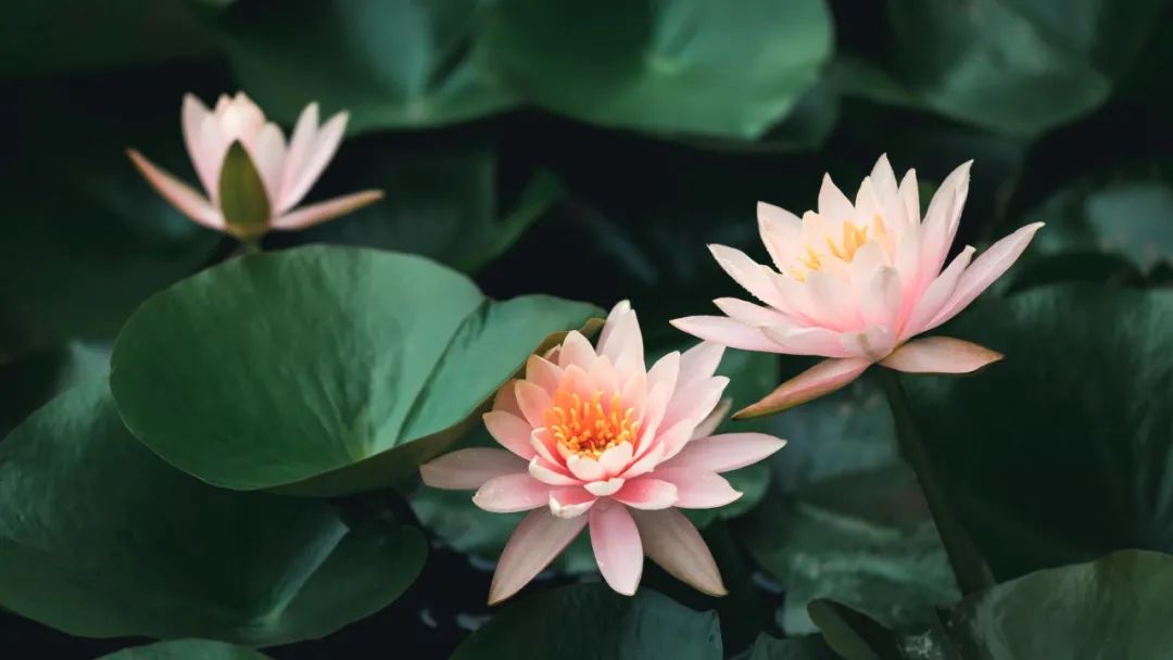 秋天最美的花诗词,秋花诗句大全