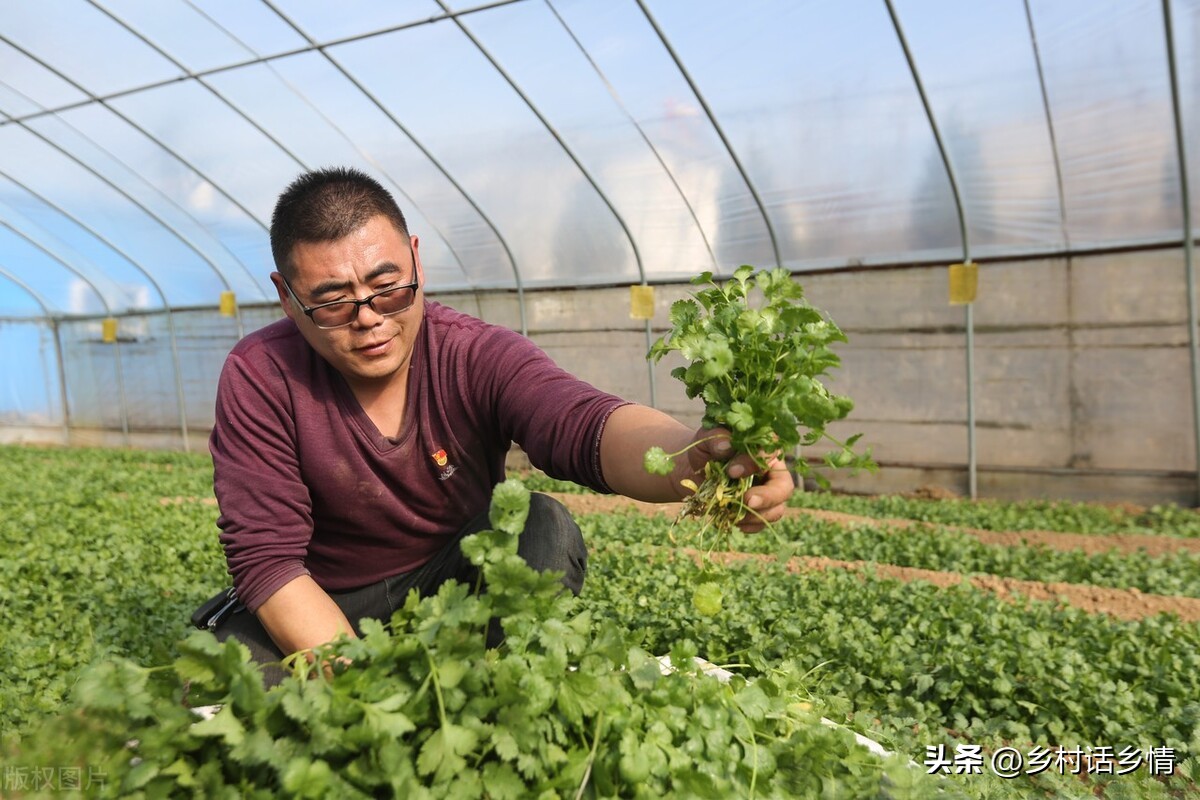 秋天种香菜撒上面不盖土会发芽吗,秋天种植的香菜怎么吃