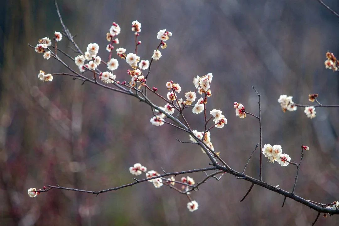 天蒙山门票团购,天蒙山花海节