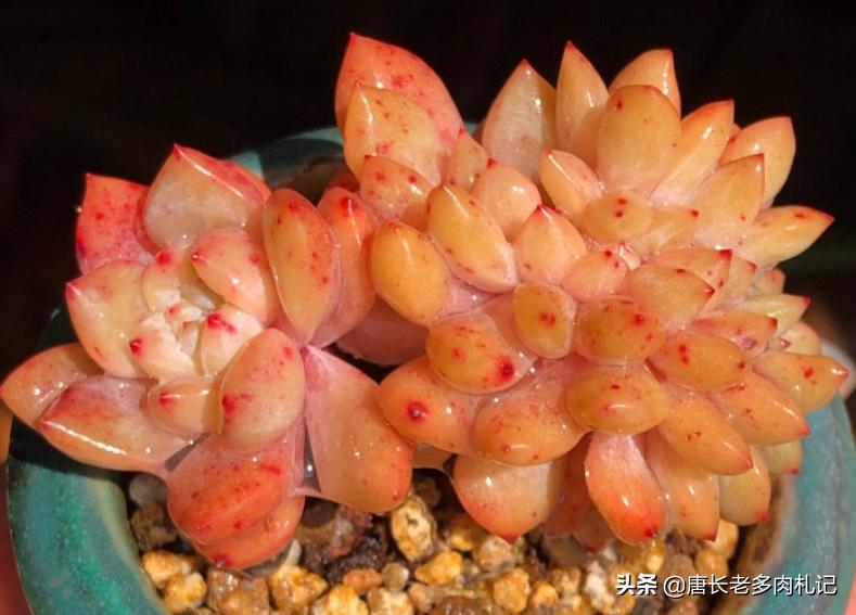 多肉丢在土里就行了吗,多肉遗弃大棚