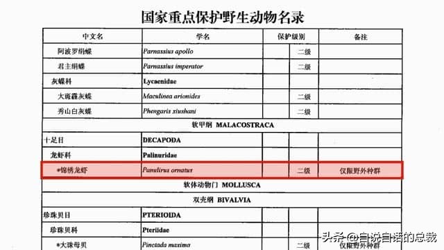 龙虾青龙和花龙区别,龙虾也是生物为什么我们要吃它