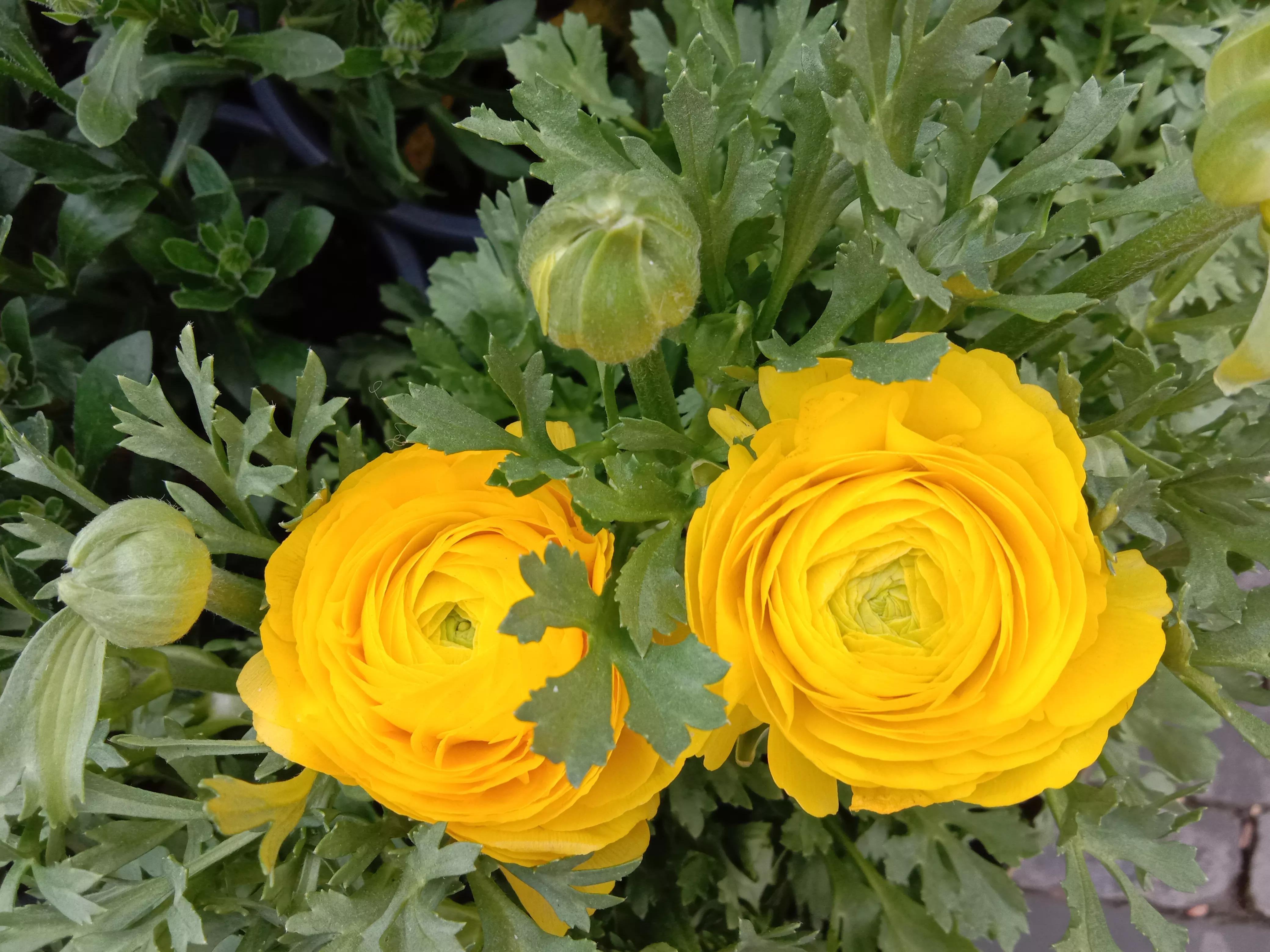 花开花香浓郁,花开花香粤语