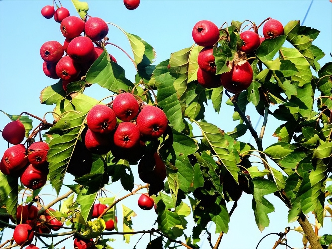 山楂树各阶段病虫害防治技术,山楂树病虫害如何防治