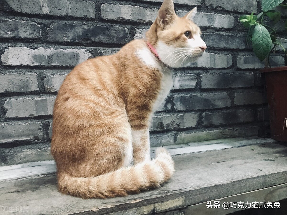 养猫感觉喉咙有毛,养猫感觉屋里味道难闻有危害