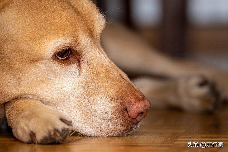狗临死前为什么离家出走,狗临死前一般会在什么地方