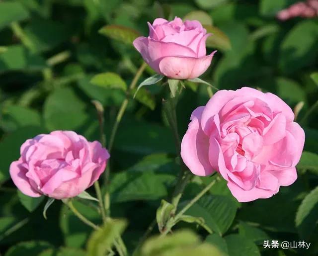 分享玫瑰花的图片,最美的玫瑰花送给最漂亮的你图片