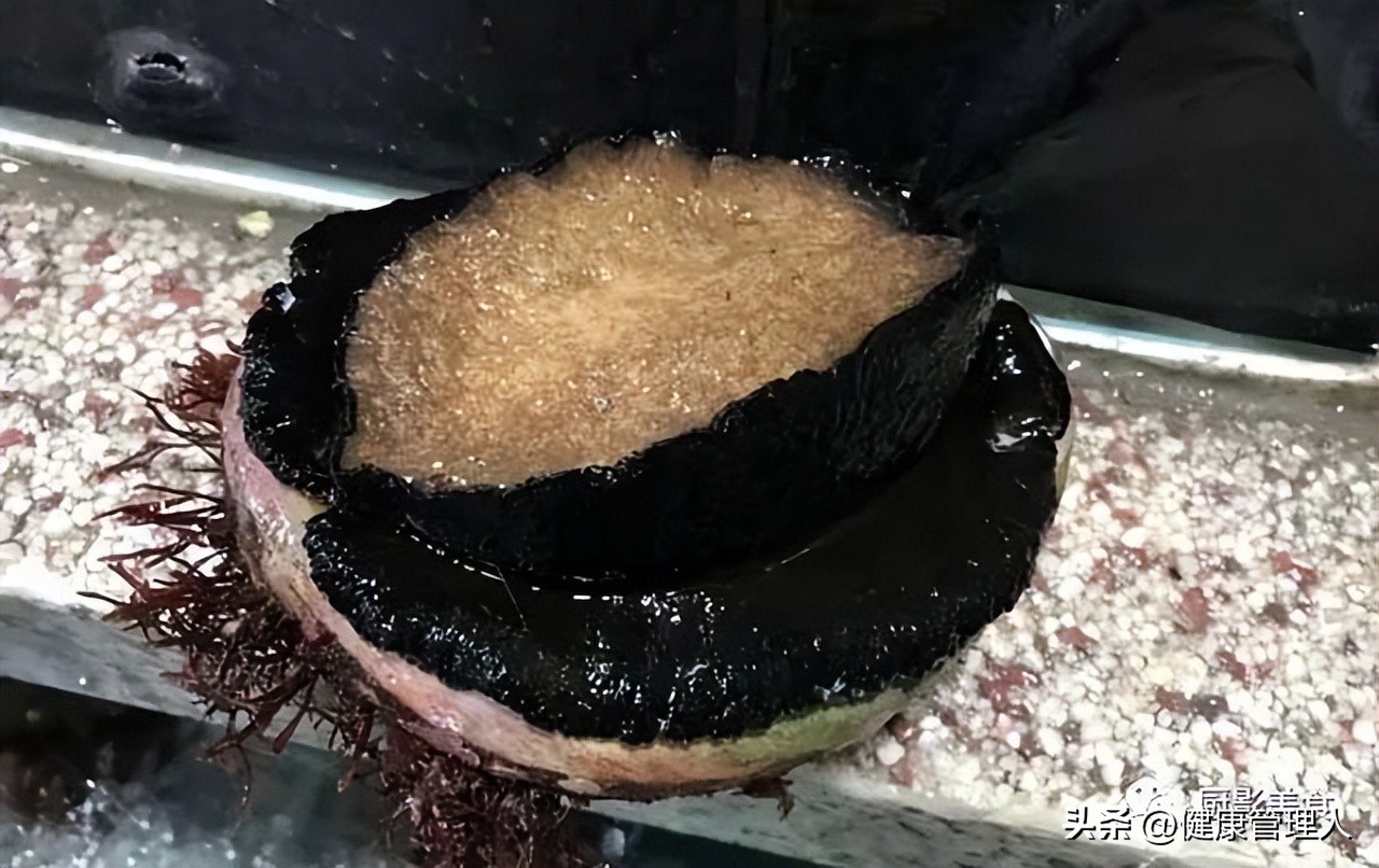 世界顶级海鲜食材,世界顶级的海鲜视频