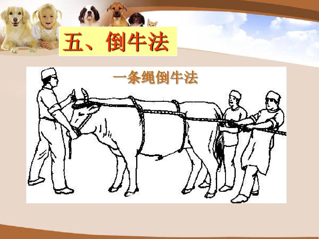 兽医临床诊断学名词解释,兽医临床诊断学教学视频