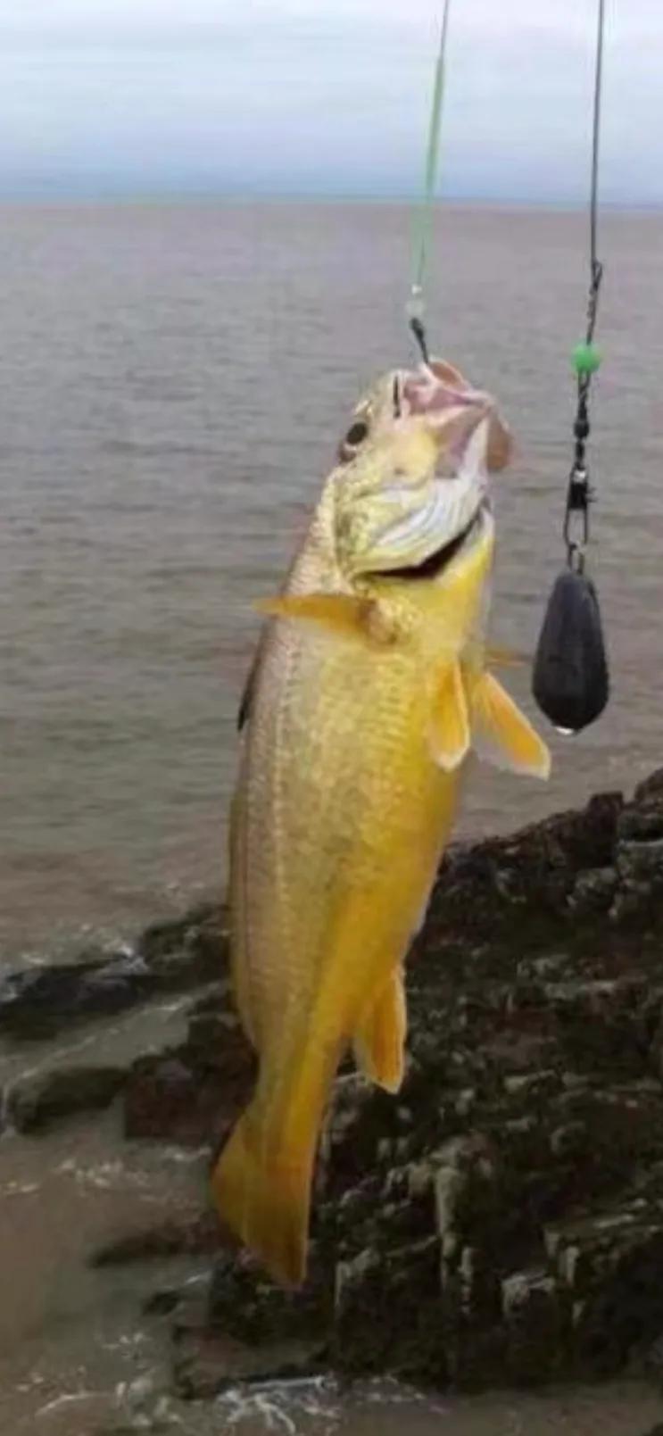 深海大黄鱼和淡海大黄鱼,霞浦大黄鱼和舟山大黄鱼