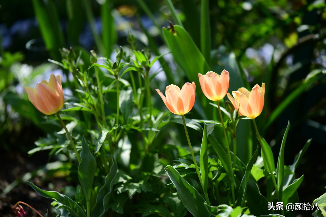 盘点今年河马花园里最美的几款郁金香|园丁