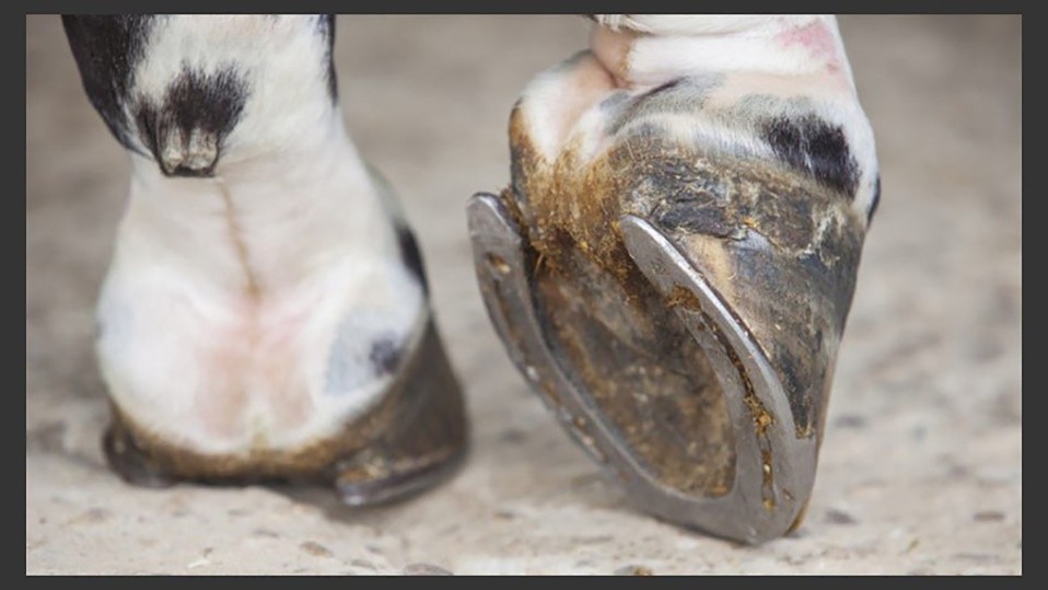 为何马只要断了一条腿，就很难活下来？人类可不可以给马装假肢？