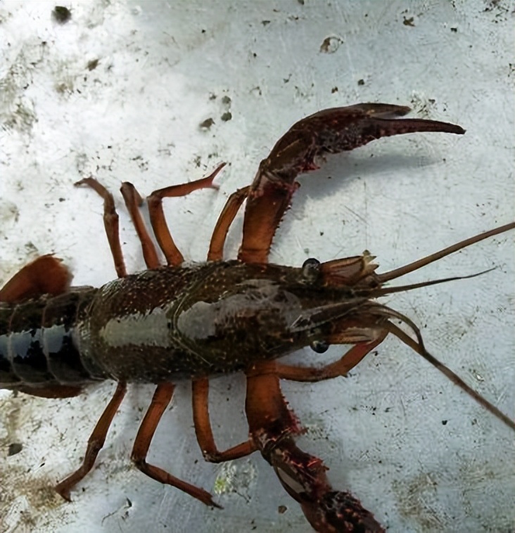 夏天小龙虾到底能不能吃,小龙虾烧烤的危害