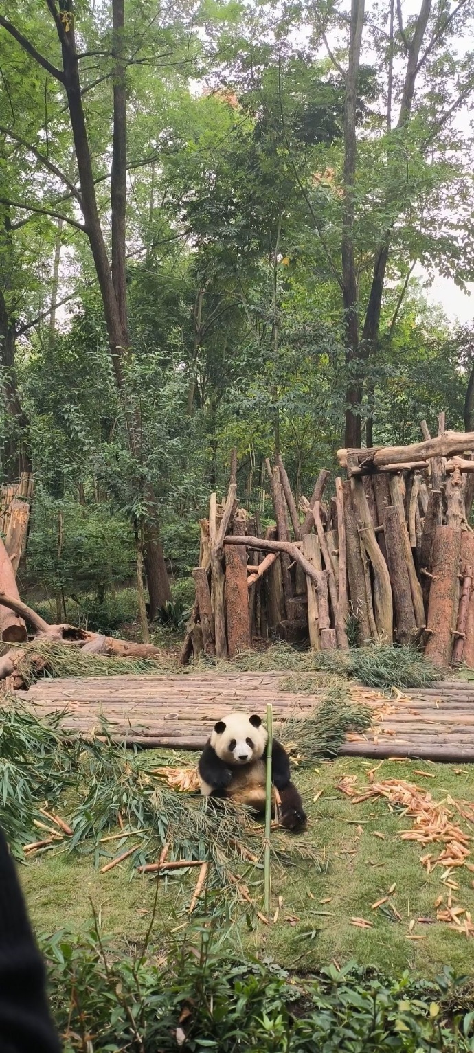 怎么会不喜欢綠色壁纸呢