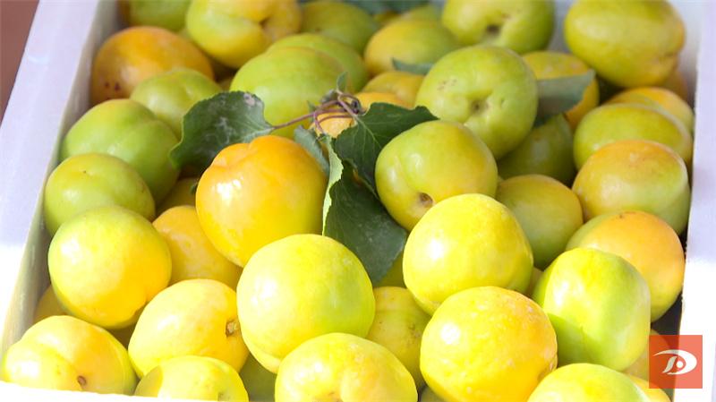 敦煌特产敦煌李广杏成熟上市,敦煌李广杏和其它李广杏的区别