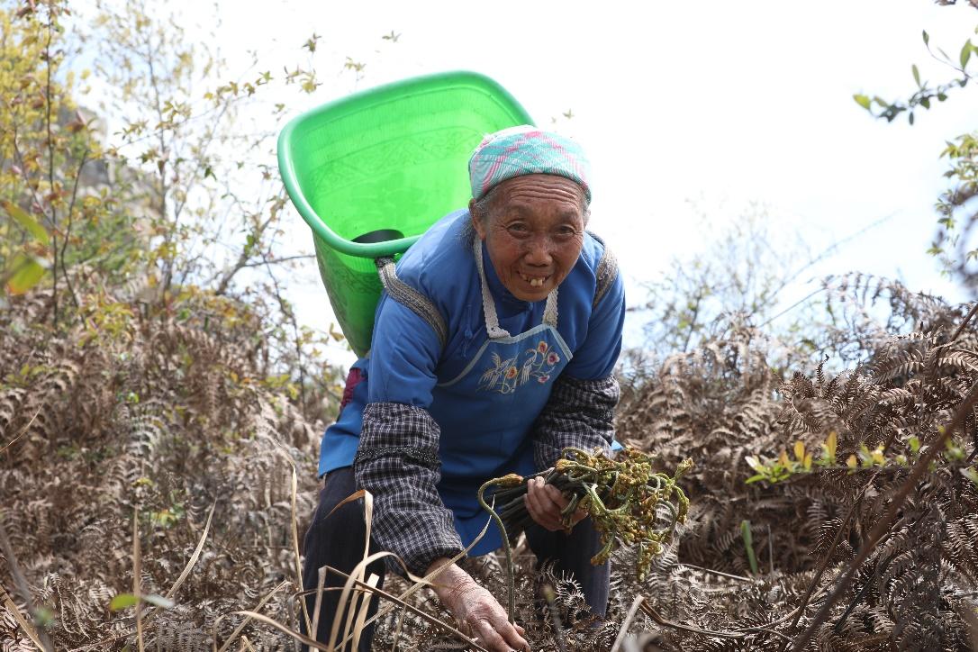小蕨菜拉动本地就业新思路78岁村民空闲时还能赚钱