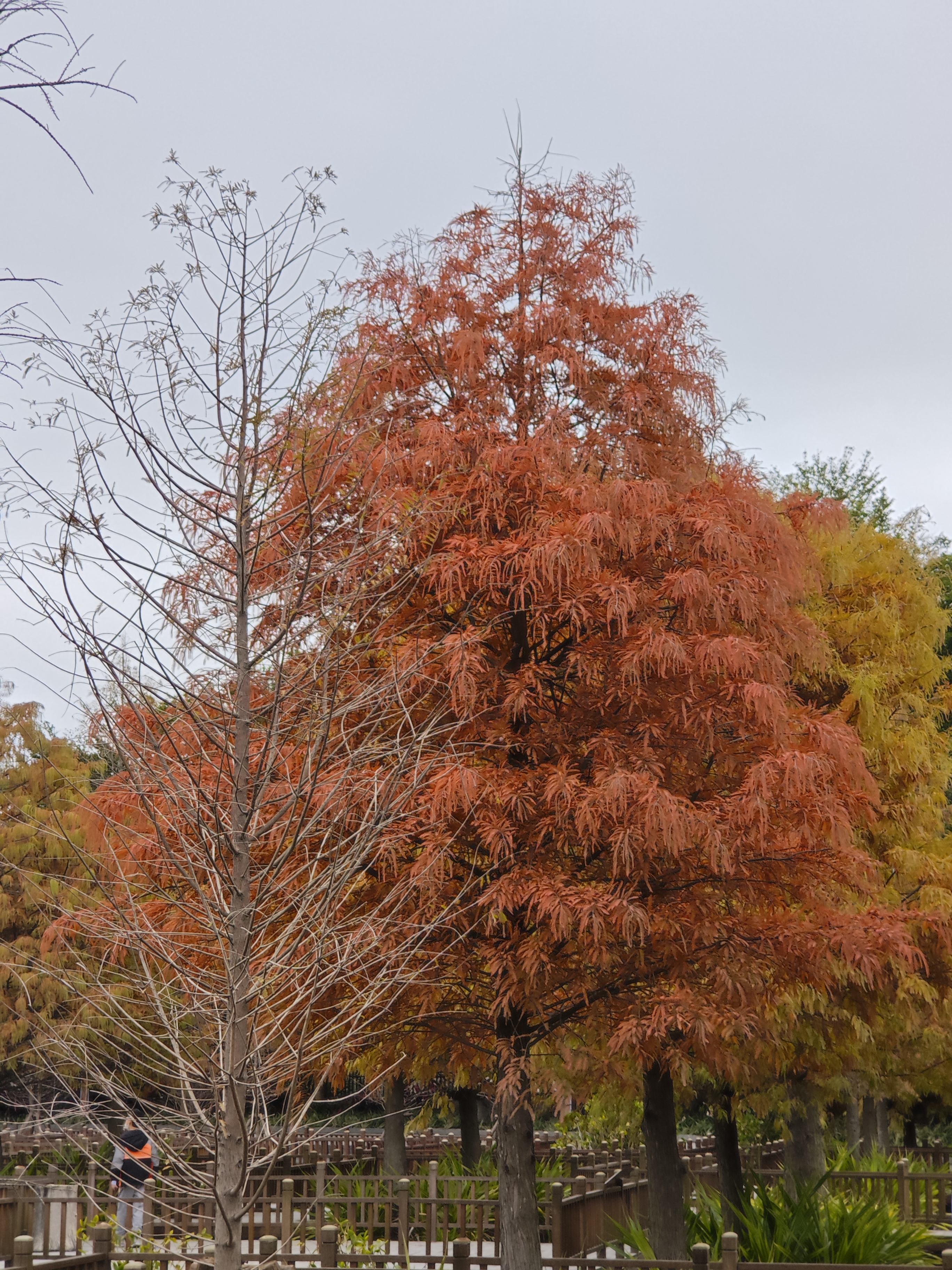 厦门南湖公园落羽杉红了吗,厦门园博园落羽杉