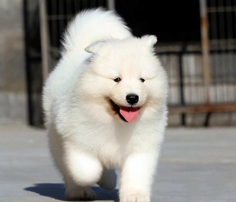 萨摩耶串串幼犬怎么挑选,萨摩耶如何判断是不是串串