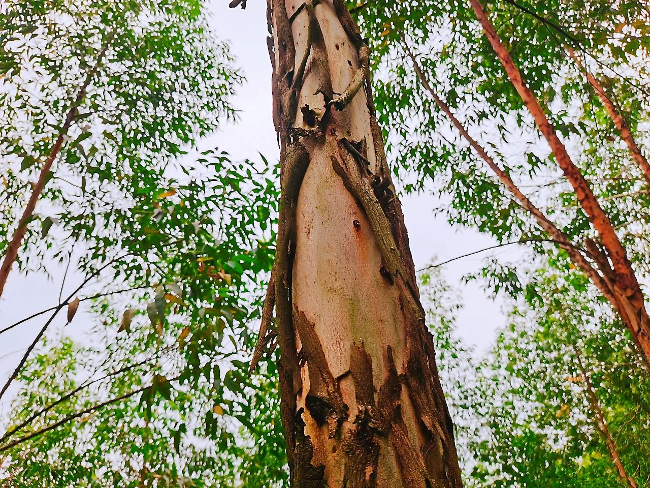 桉树怎么种才能不怕风吹倒,在老家种点桉树不容易啊