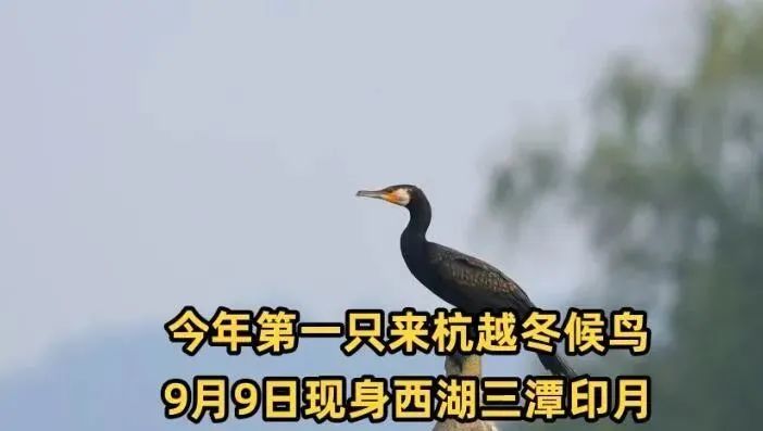 西湖“四大天王”三缺一，锦鲤也逃不出TA的嘴...