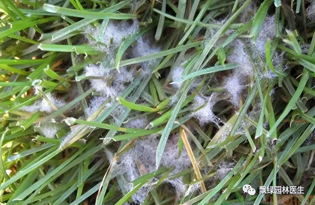 草坪发黄发枯是什么原因,草坪出现枯黄病怎么治理