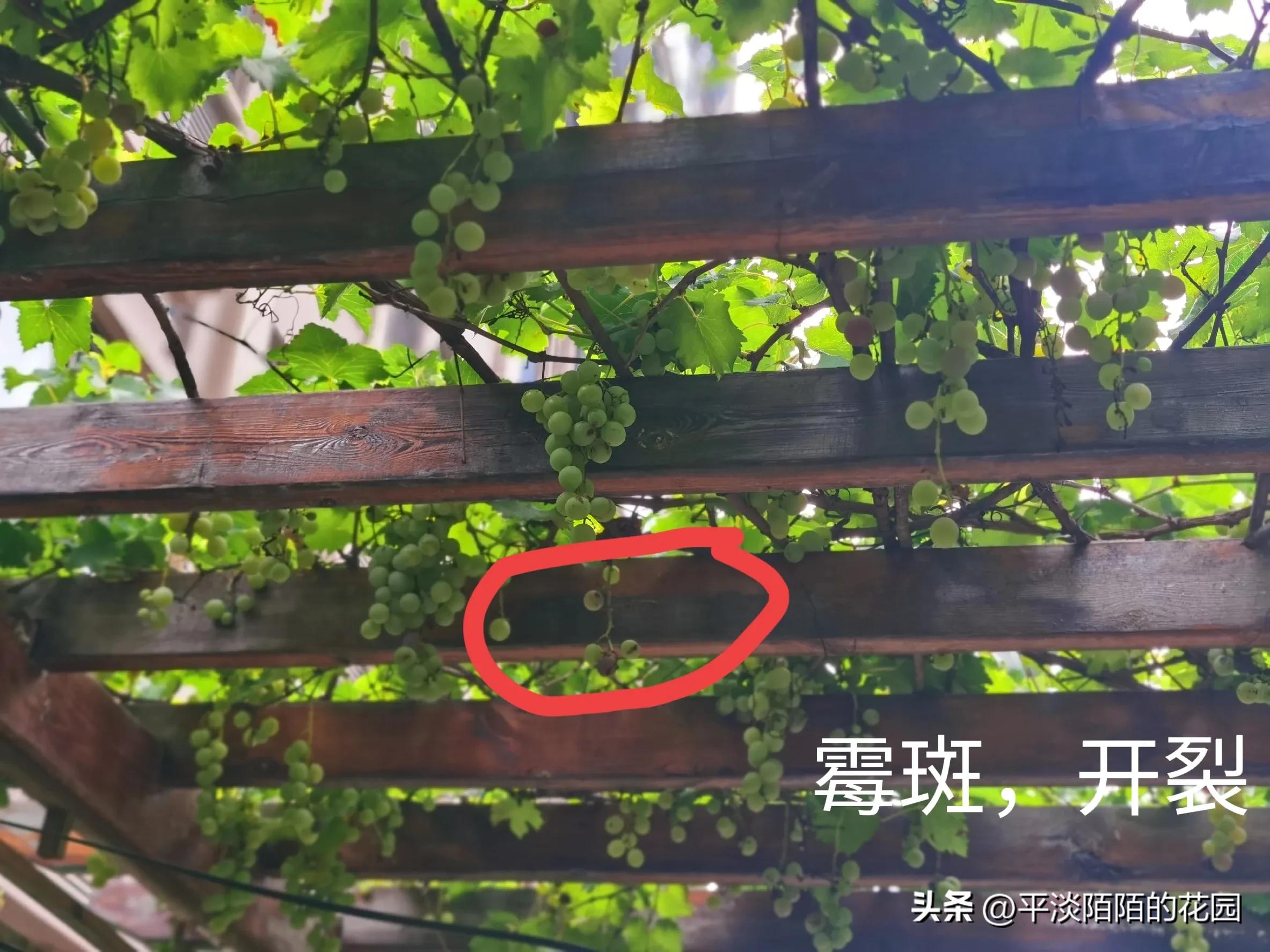 盆栽果树的病虫害治理,自家果园病虫害防治