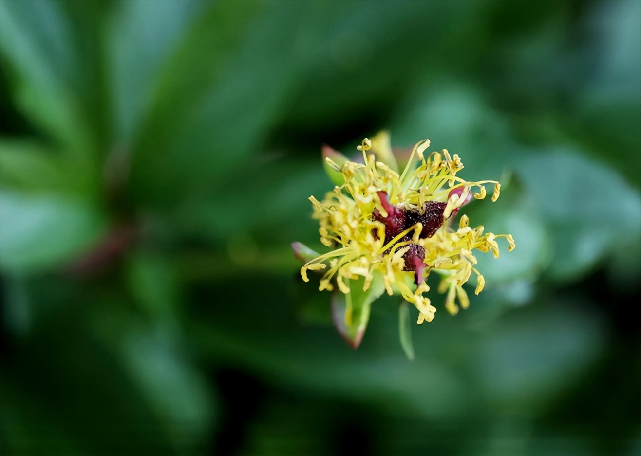 春暖花开赏古人诗词体味春日景象,关于春天花开美景的诗词
