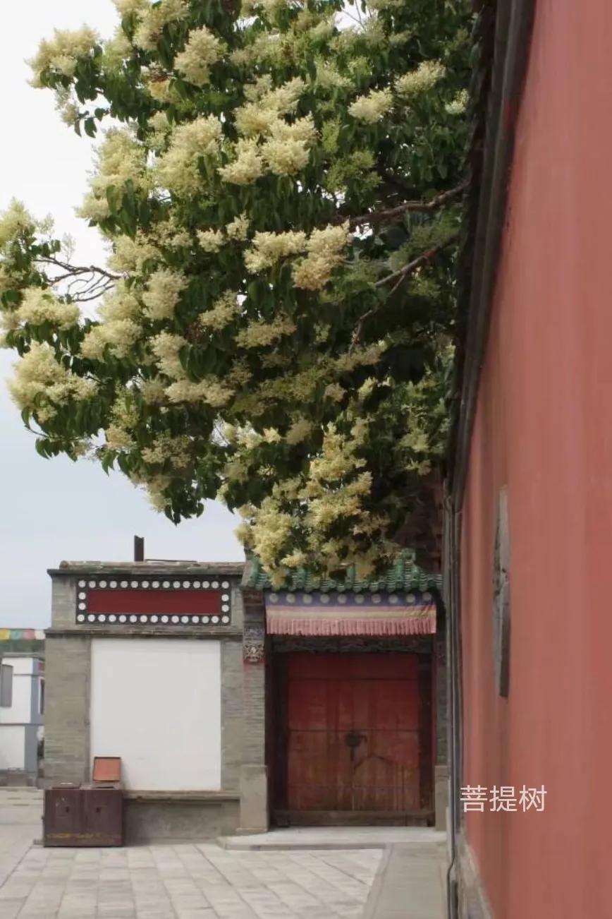 100种花草图片欣赏,50种花草图片大全