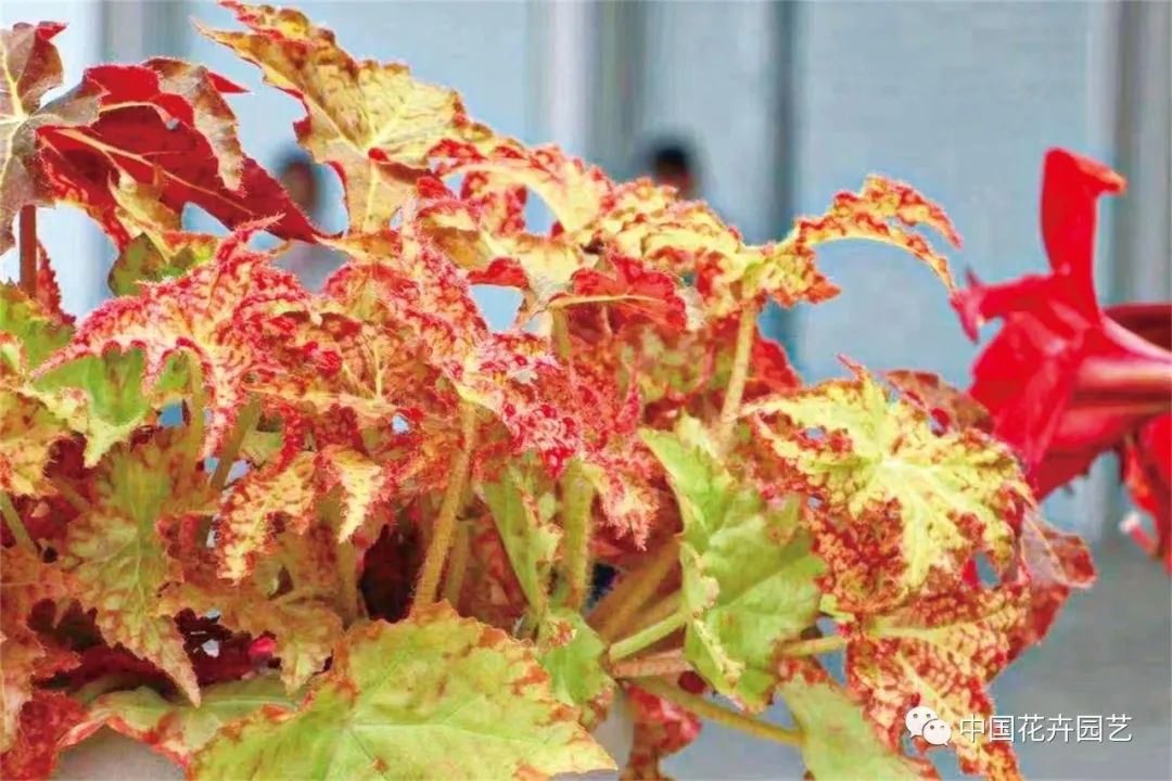 新兴的花卉盆栽,新兴花木盆景