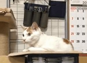 加蓬黑脸猩猩,加蓬长尾猴图片