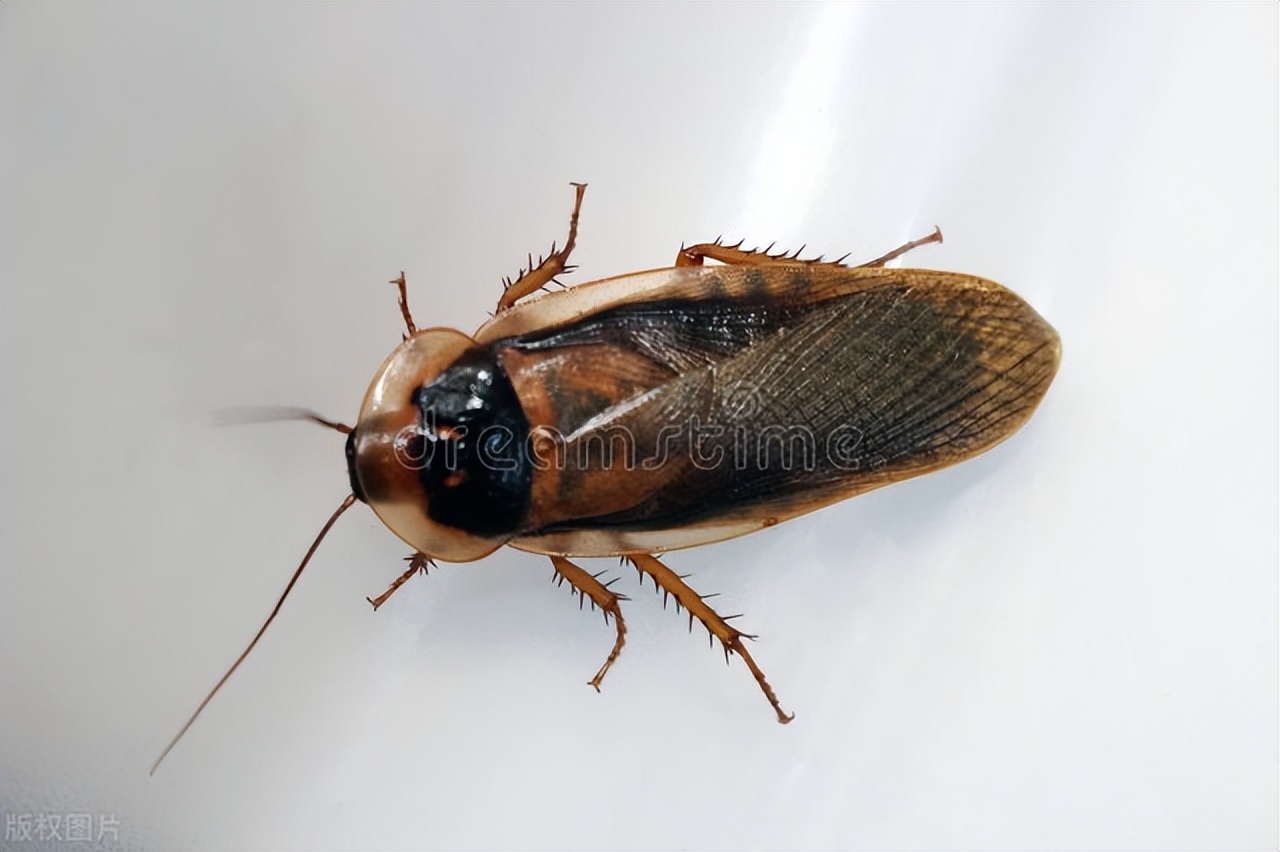 怕蟑螂的怎么消灭蟑螂,蟑螂除了蟑螂药还怕什么