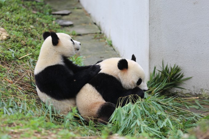 大熊猫基地怎么才能去喂大熊猫,大熊猫基地怎么去九寨沟