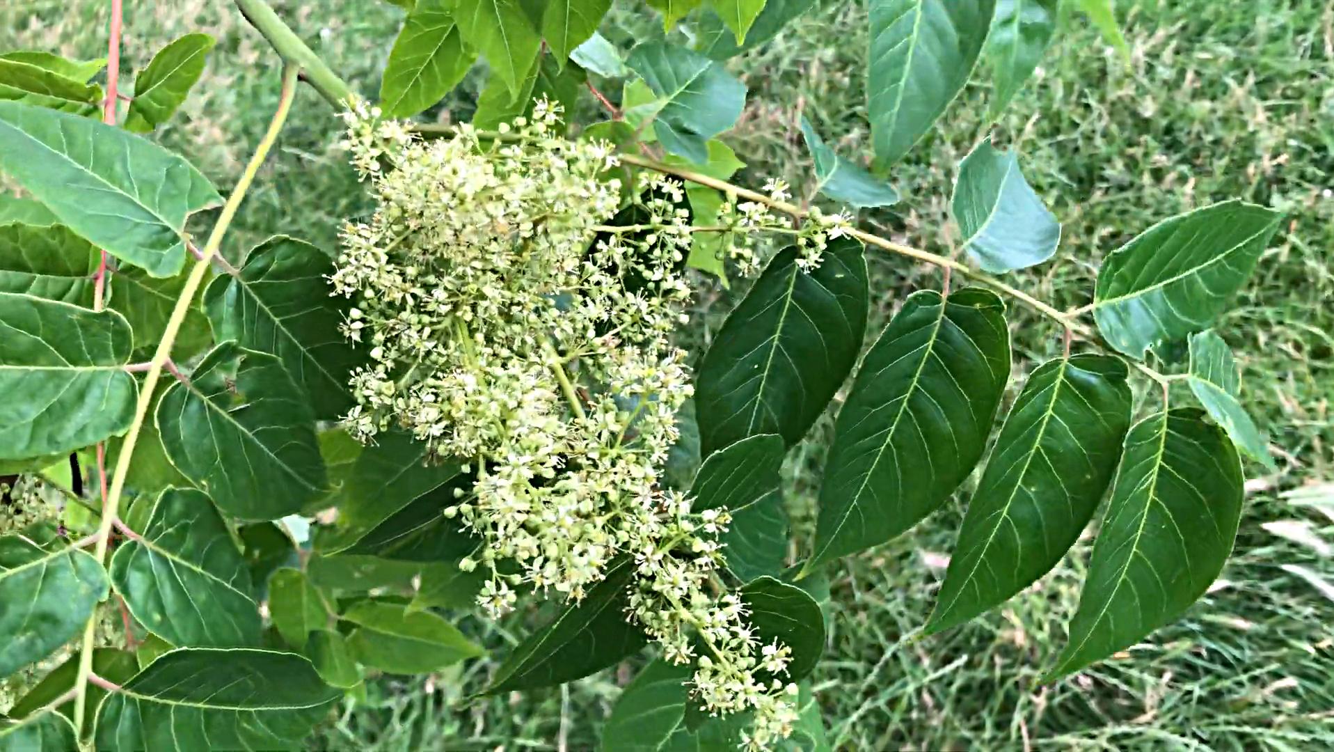 臭椿在美国泛滥成灾,臭椿树在国外泛滥成灾