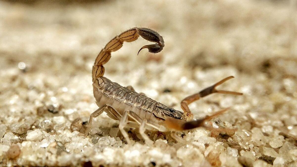 家里有蝎子怎么办如何防蝎子进屋,家中有蝎子什么办法赶走