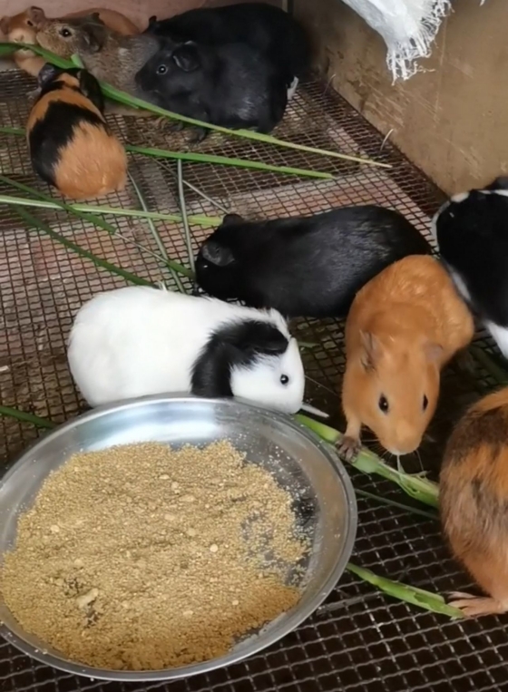 黑豚和中华黑豚,黑豚防病