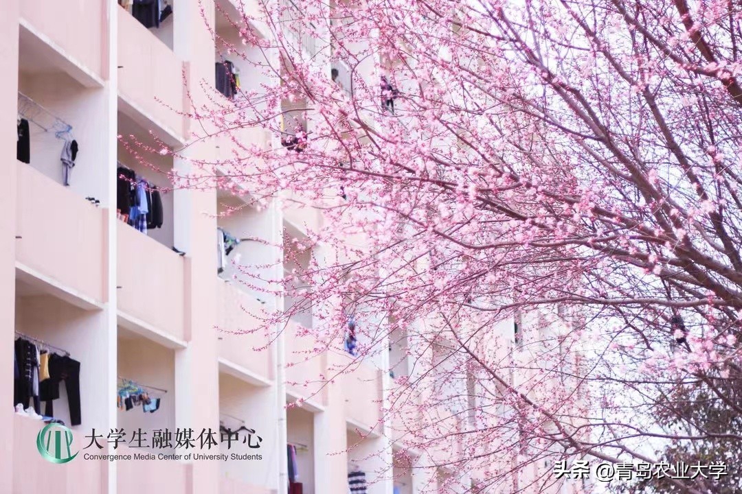 又到毕业季承载着满满的回忆,毕业季带着你们开启新的旅途