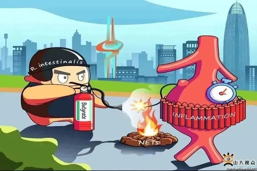 乘风破浪再奋进!姗姗带你看SDU最新学术一览