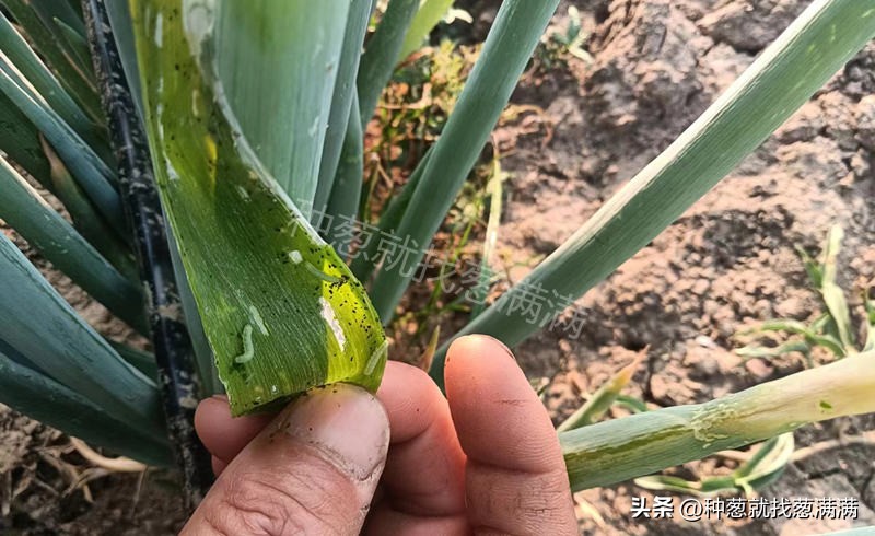 葱管里的虫打什么药效果好,葱管虫怎么治疗最有效