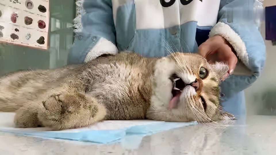 猫咪轻度中毒的症状及治疗,猫咪中毒三小时以上该怎么解毒