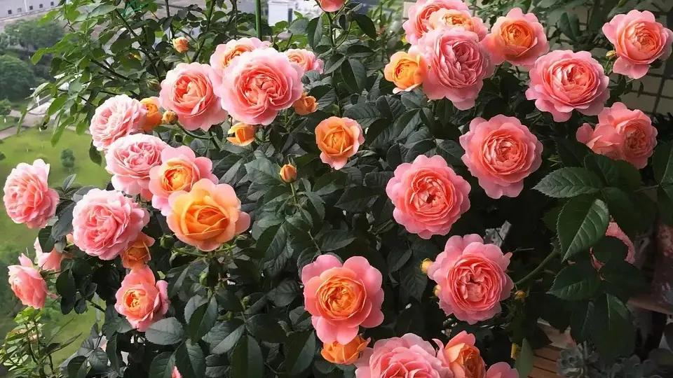 种植物的神仙水,神仙水养什么花最好