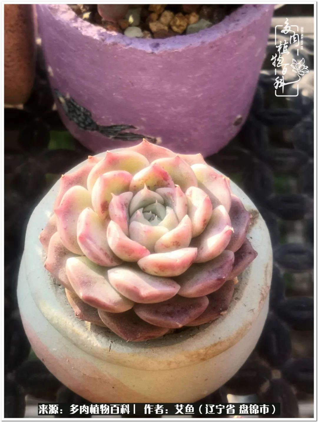 养多肉的意外之喜,养了五年的多肉就剩这几个