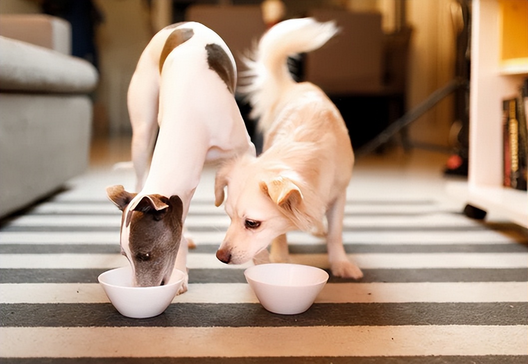 宠物挑食饿着怎么办,宠物挑食饿着还是惯着